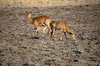 Baby puku nursing