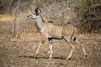 Kudu