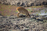 Bushbuck