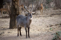 Waterbuck