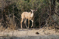 Kudu