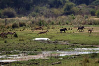 Jumping Impala