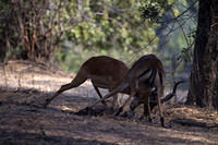 Fighting impala