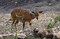 Bushbuck