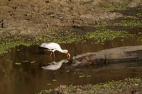 Fishing with birds