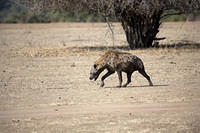 Hyena