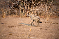 Prowling