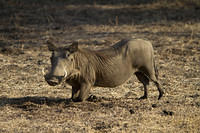 Warthog