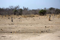 South Luangwa