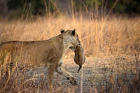 Carrying cub