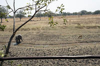 Elephant out back