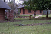 Bushbuck at the chalets