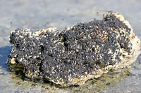 Flies at Lake Mono