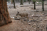 Deer are friendly in Yosemite