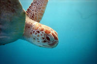 Hawksbill turtle