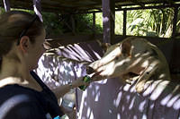 A beer-drinking pig at the Domino Club, St Croix