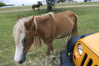 Horses in Vieques, Puerto Rico