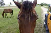 Overly friendly horse