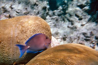 Blue surgeonfish