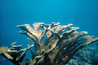 Elkhorn coral