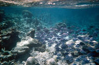 School of blue tangs