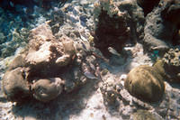 Stoplight parrotfish