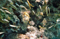 Blurry grouper