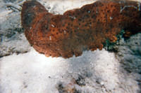 Sea cucumber