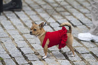 Lady in red