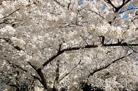 A world of blossoms