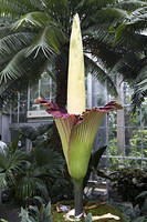 Corpse Flower