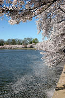 Petals on the water