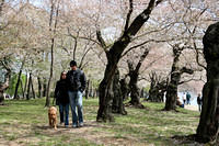 Even dogs enjoy the walk