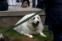 Pet Blessing at the National Cathedral