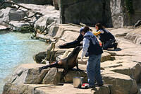 Sea lions