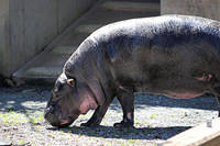 Baby pygmy hippo!