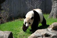 Panda walking