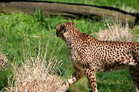 Cheetah