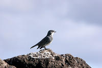 Bird at Orongo