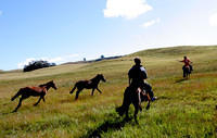 Running with "wild" horses