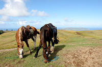 Live horses