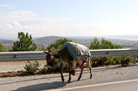 AAA Roadside Assistance, Tangier