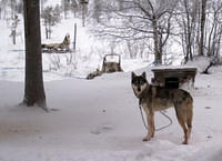 This dog is a half-wolf hybrid