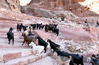 Suddenly, goats!  Hundreds of them!