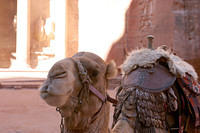 Camels