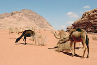 Bedouin camels up close