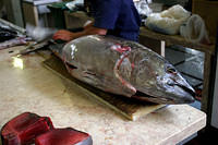 Bigeye Tuna being steaked