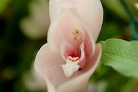 Flowers in Madeira