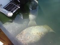 manatees_2.jpg