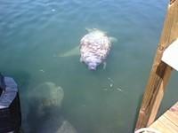 manatees_3.jpg